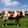 Guernsey Cows