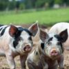 Pietrain Pig