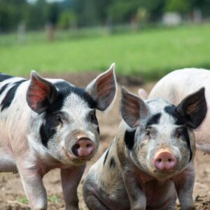 Pietrain Pig