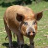 tamworth pig