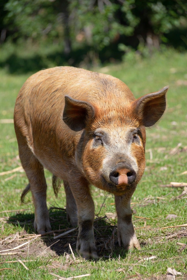 tamworth pig