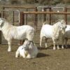 Savanna goats for sale