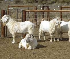 Savanna goats for sale