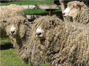 lincoln longwool sheep