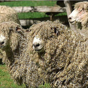 lincoln longwool sheep