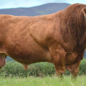limousin cattle