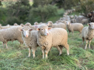 Merino sheep for sale