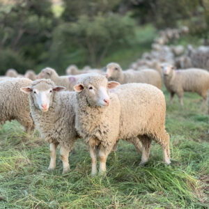 Merino sheep for sale