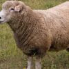 Romney sheep