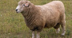 Romney sheep