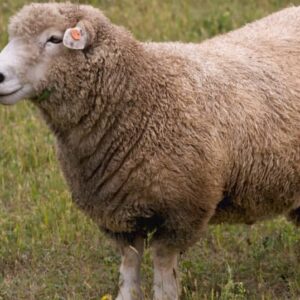 Romney sheep
