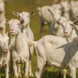 saanen goats for sale​