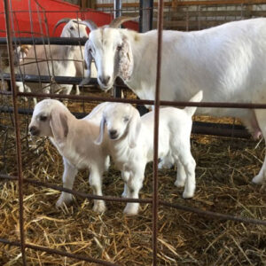 Savanna goats for sale