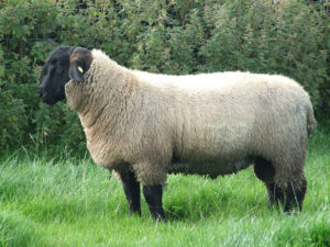 suffolk sheep for sale