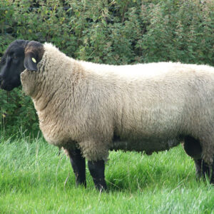 Suffolk sheep for sale​