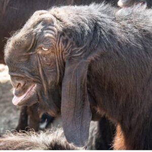 Damascus Goat