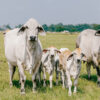 brahman cattle