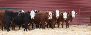 gelbvieh cattle for sale​