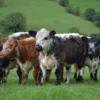 galloway cattle for sale