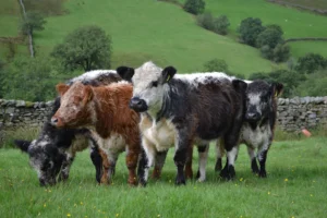 galloway cattle for sale