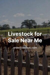 Livestock for Sale Near Me
