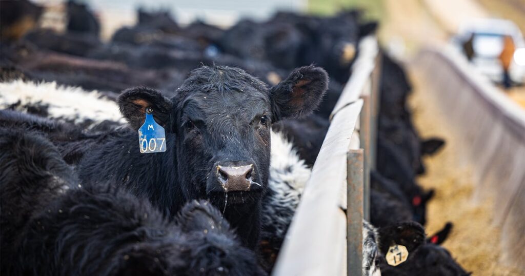 Where to Buy Livestock Online in the USA