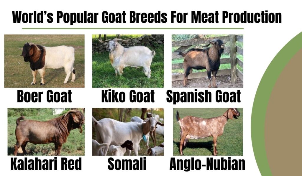 Best Goat Breeds for Meat