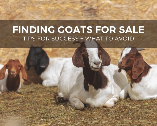 Buy Healthy Goats Online